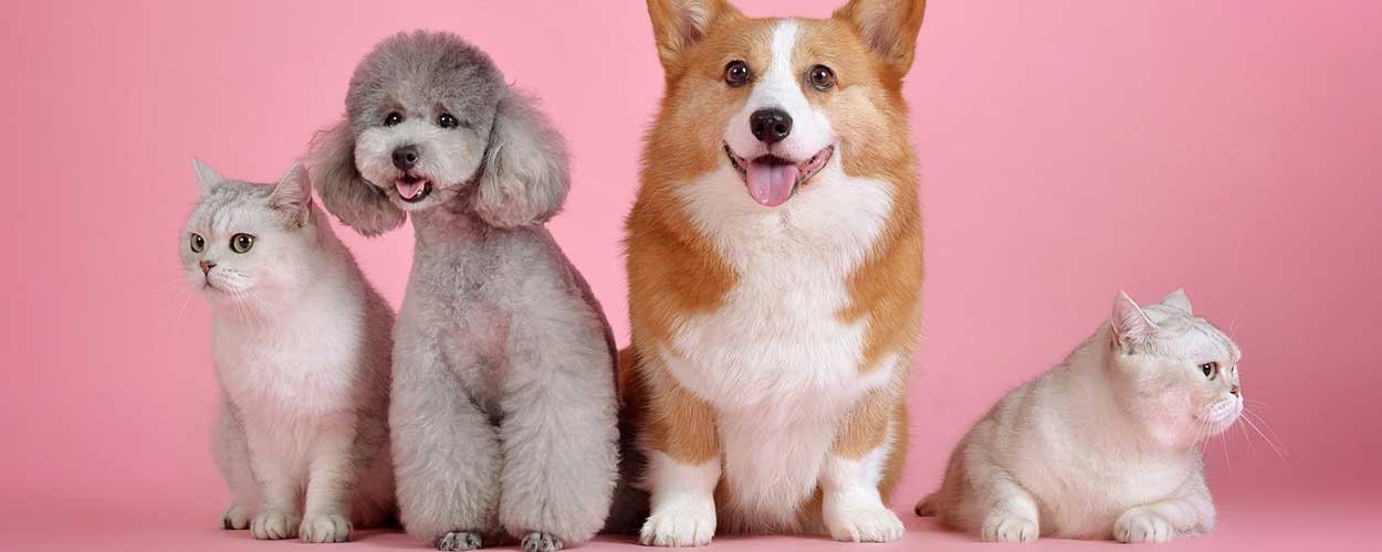 迷わないペット保険の選び方！メリット・デメリットと注意点を徹底解説